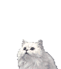 White cat putting paws up and looking around